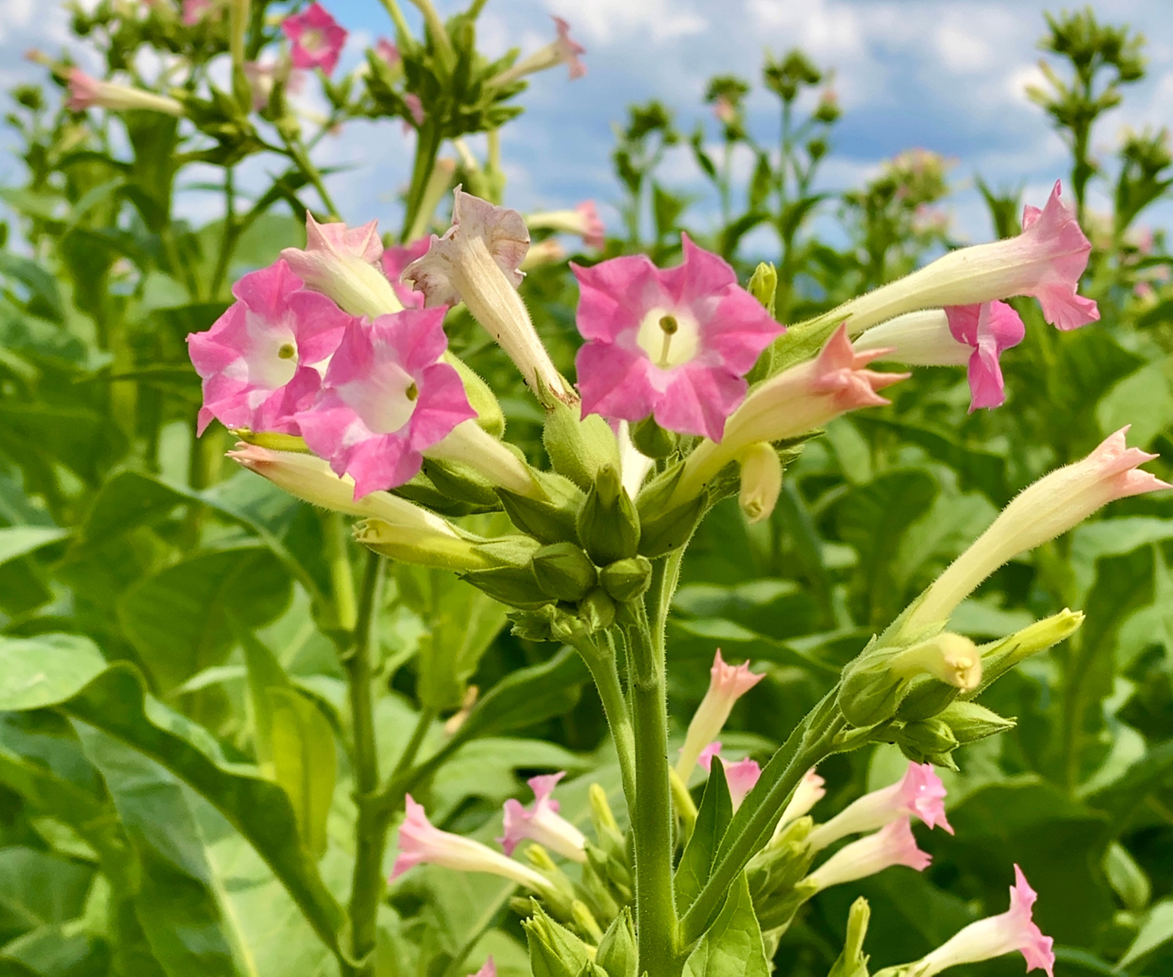 nicotiana plant with pink flowers growing tall in garden