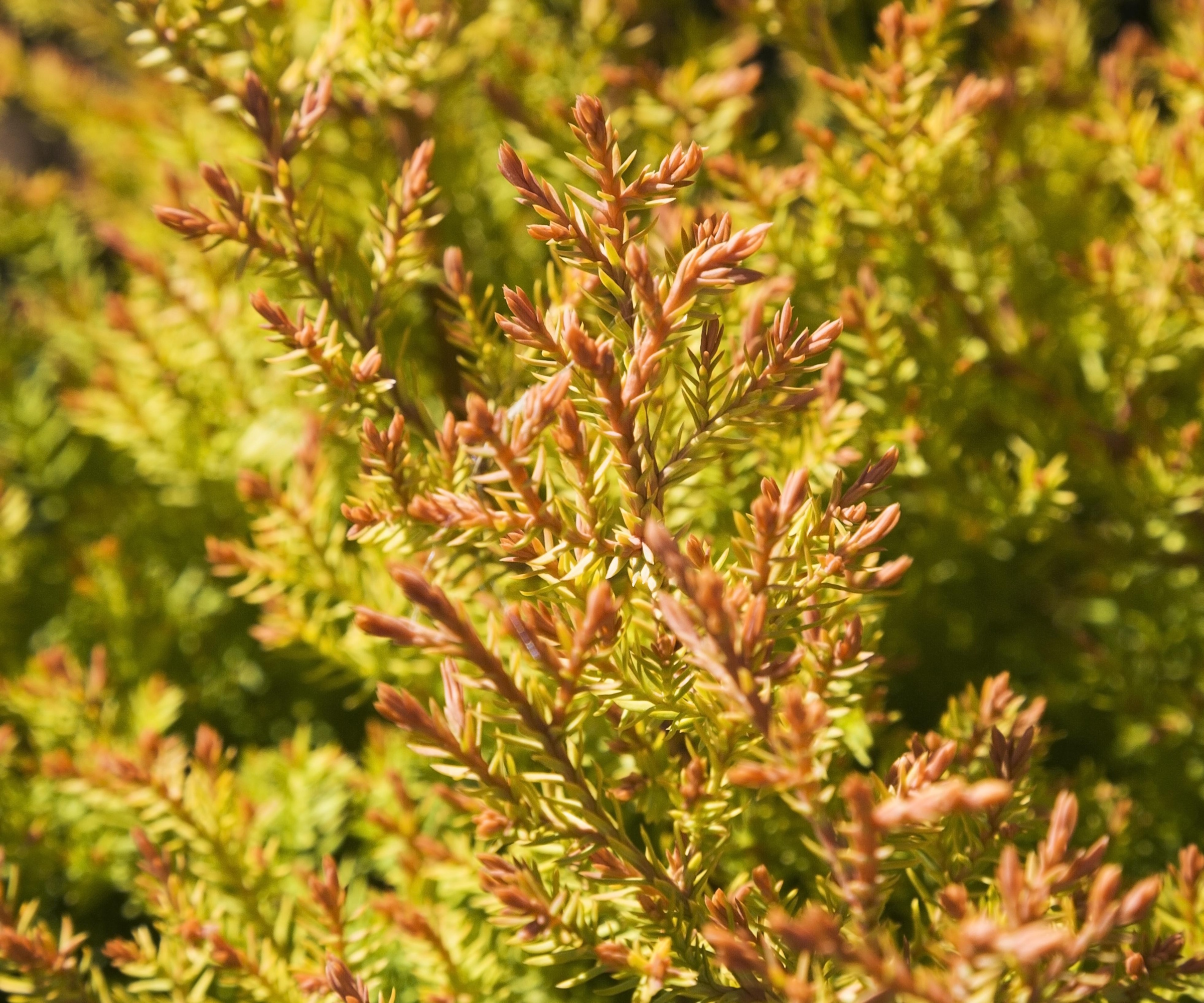 Thuja 'Fire Chief' shrub with golden-green foliage in summer