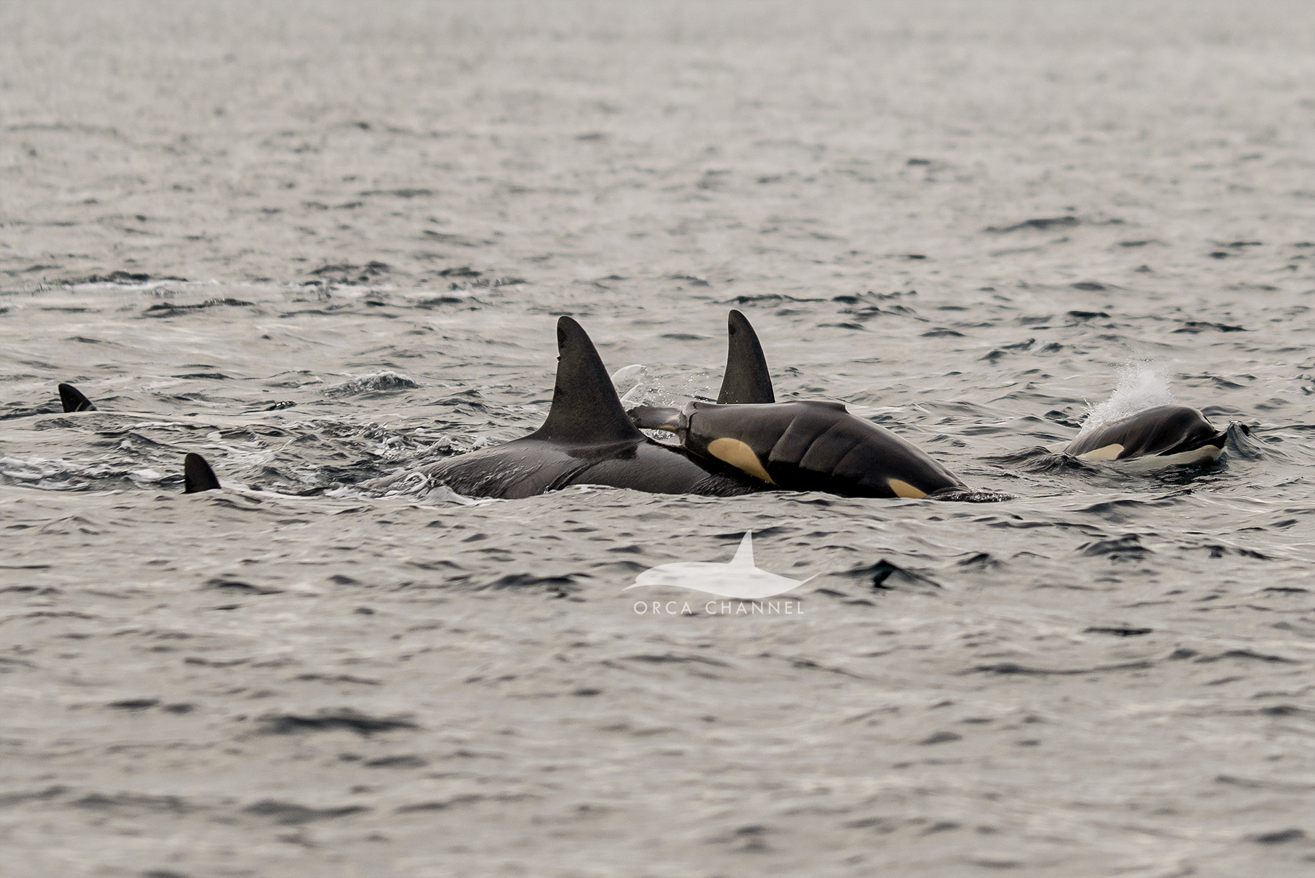 Orcas push a newborn calf up to the surface of the water.