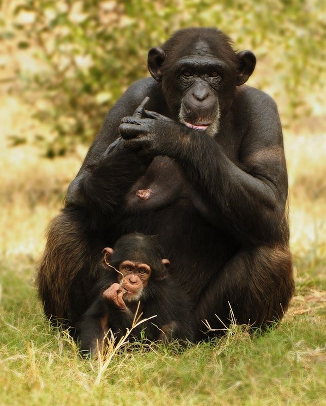 Chimp mom and baby