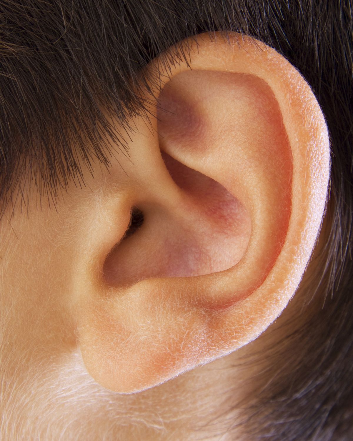 human ear