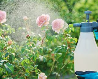 Spraying pink roses with home made fungicide spray