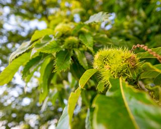 Identifying-british-trees-Sweet-Chestnut-2-The-Woodland-Trust
