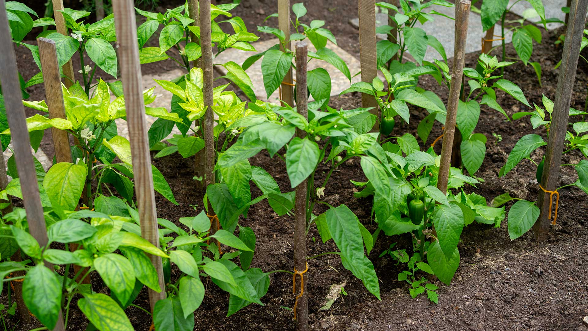 peppers growing with supports