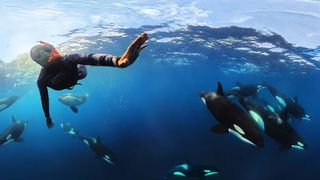 Nadia Aly diving snorkeling with orcas.