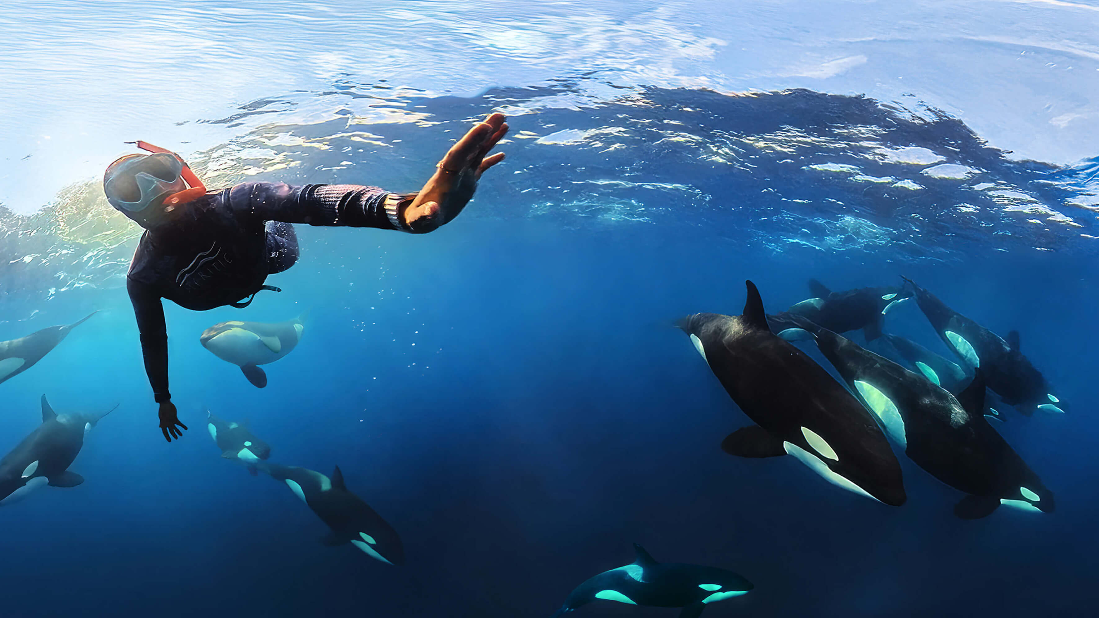 Nadia Aly diving snorkeling with orcas. 