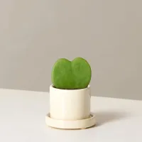 7. Hoya Heart Plant
