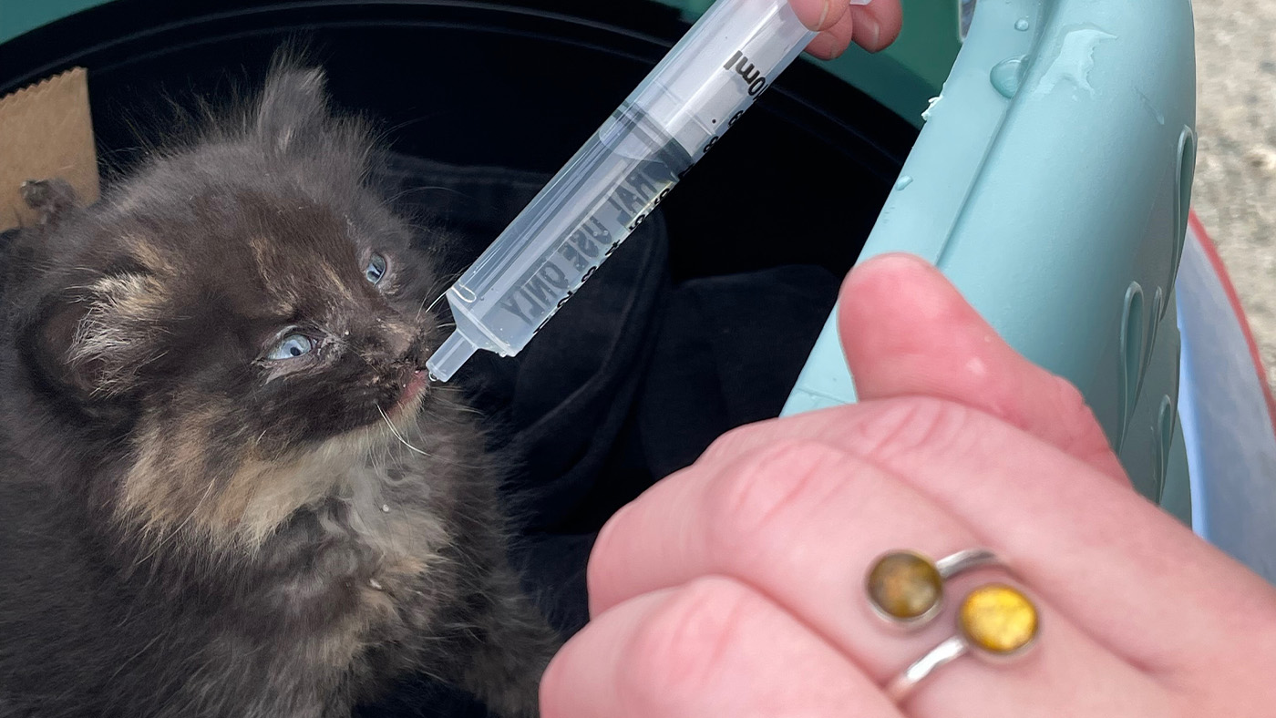 Willow being fed water by syringe