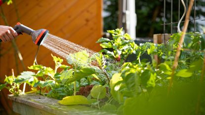 A hand holding a hose watering plants in a raised bed