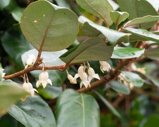close up of Ebbing's silverberry (Elaeagnus x ebbingei)