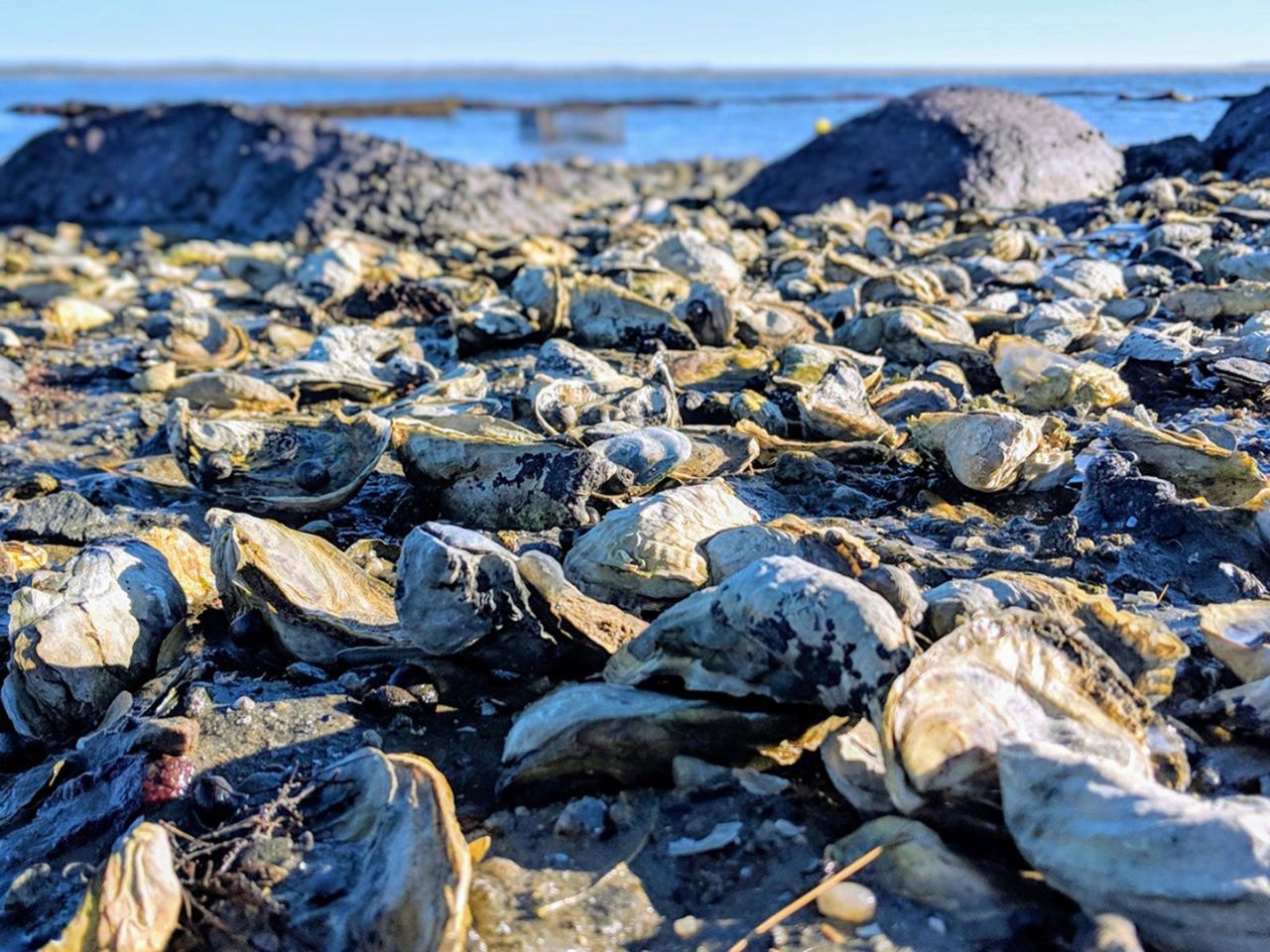 Oyster Shells On The Beach