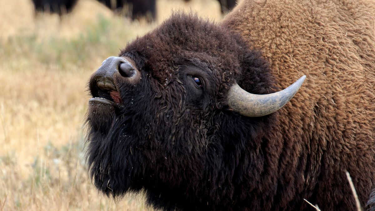 Bull bison sniffing the air during the rut