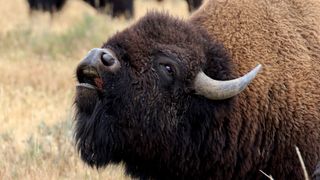 Bull bison sniffing the air during the rut