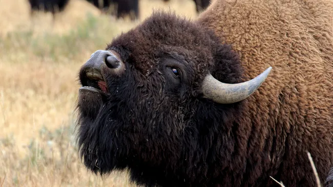 Yellowstone bison tears bumper off car effortlessly as driver tries to sneak past