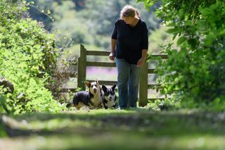 welsh cardigan corgis