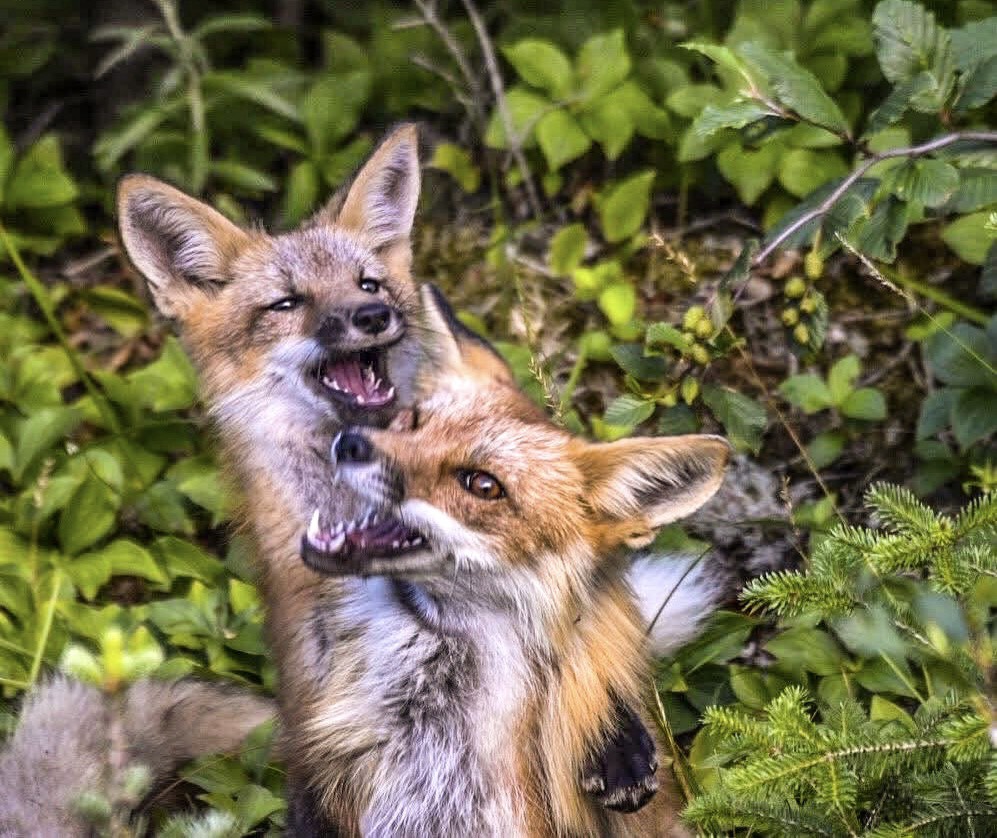 GuruShots - Nature March 2026