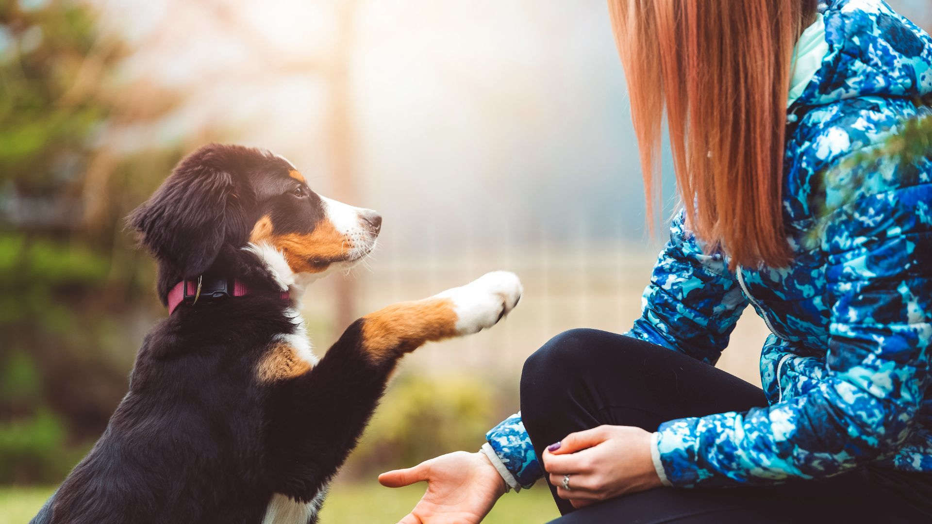 Dog holding out paw to owner