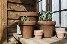Plants in terracotta pots in the sun