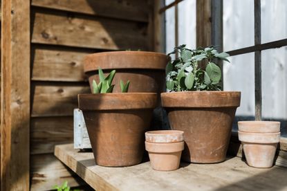 Plants in terracotta pots in the sun