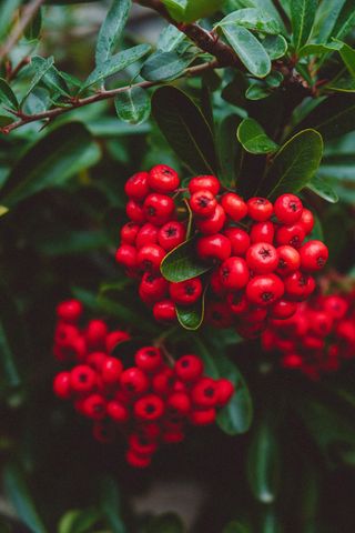 Pyracantha shrub with red autumn berries