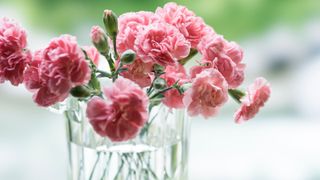 picture of pink carnations in a glass vase