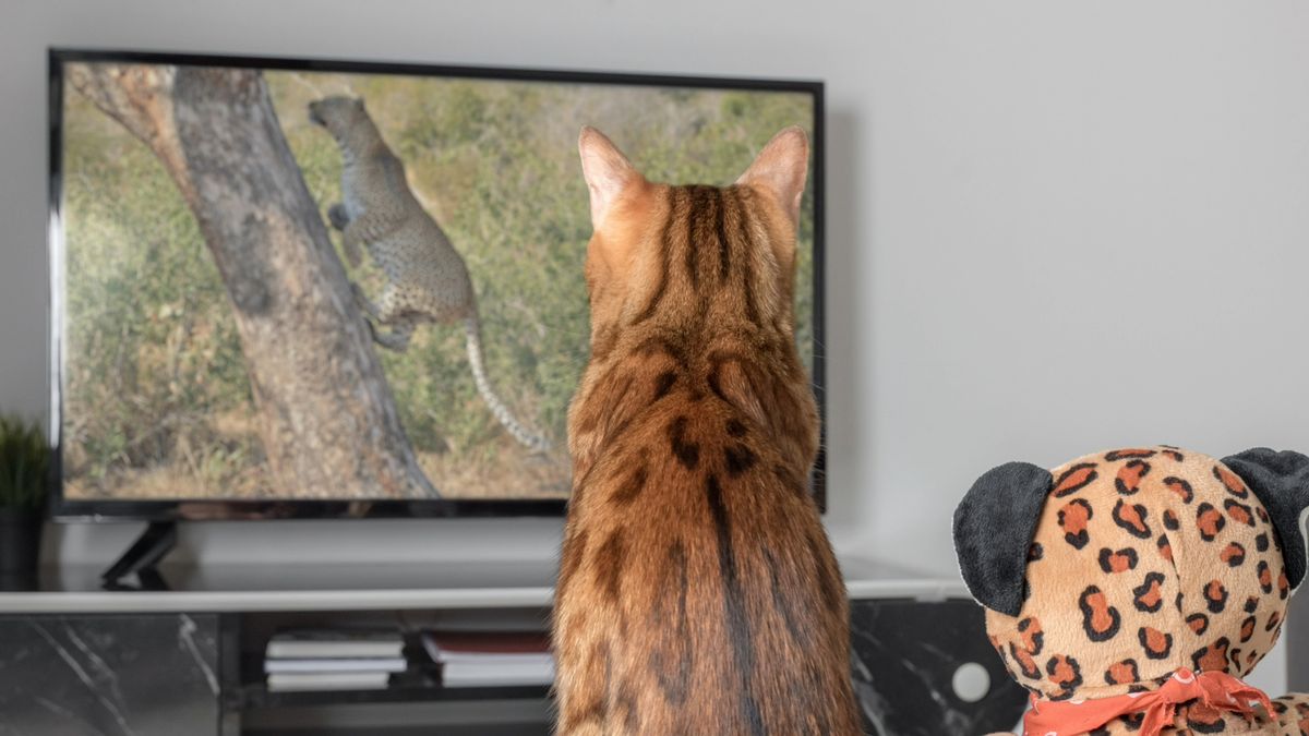 Bengal cat watching TV next to a toy