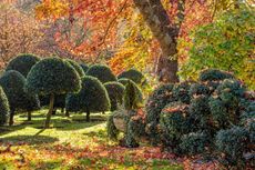 John Massey's garden photographed by Clive Nichols