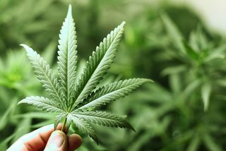 Leaves of the marijuana plant