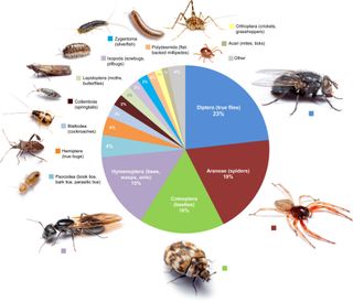 Distribution of arthropod orders across all room types, in 50 homes.