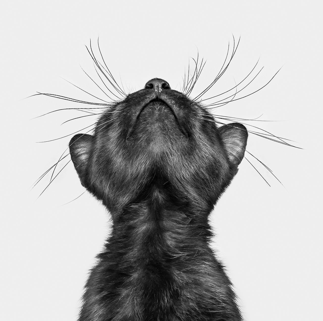 A close-up of a black cat's face, looking upward, highlighting its delicate whiskers and sleek fur against a gray background