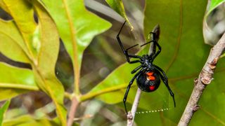 A Black Widow spider in the bushes