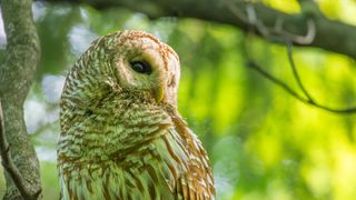 Digiscoping: How to attach your D-SLR to a spotting scope and the ...