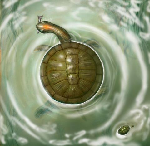 Giant Round Prehistoric Turtle Discovered Live Science