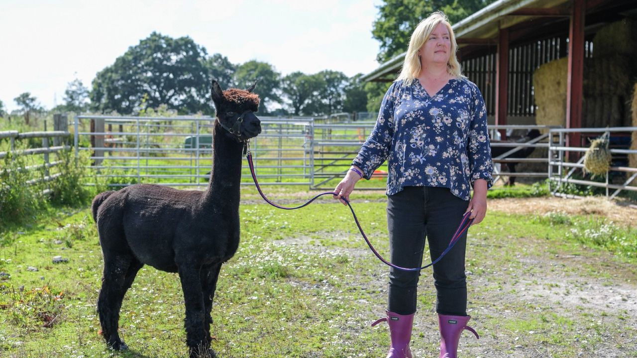 Geronimo the alpaca killed