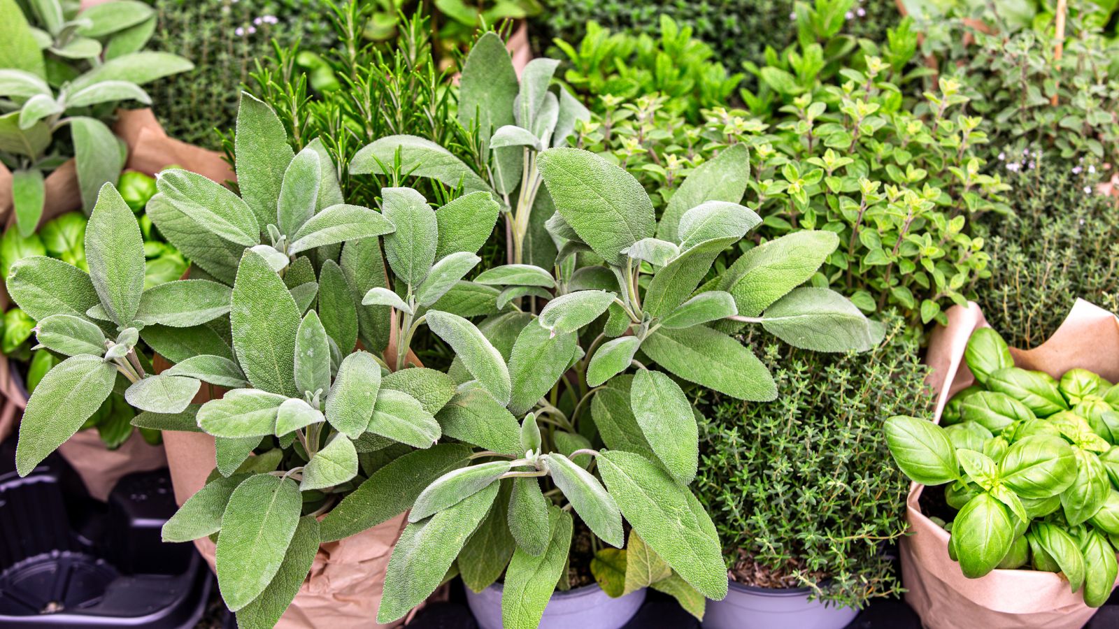 Assortment of fresh aromatic herbs: basil, sage, thyme, rosemary, and oregano in kraft paper pots, perfect for cooking and gardening