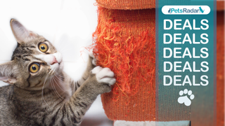 Cat scratching an orange piece of furniture, with a PetsRadar logo, deals text, and pawprint drawing overlay to the right hand side