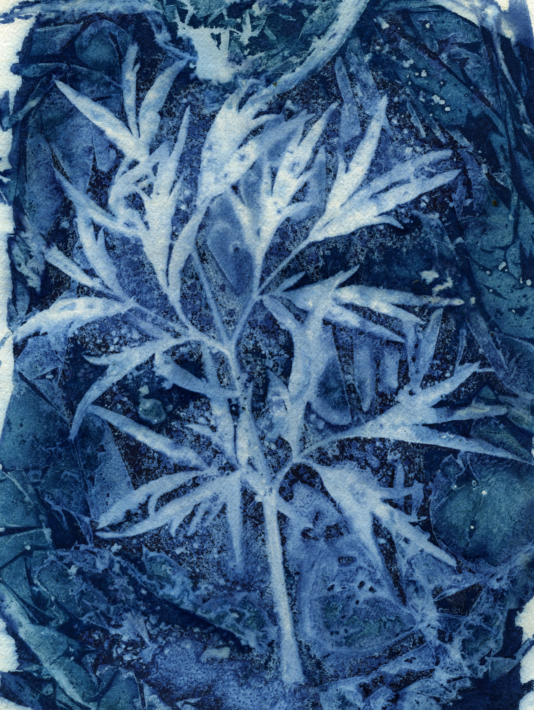 Cyanotype print of an acer leaf rendered in deep Prussian blue against a lighter blue background.