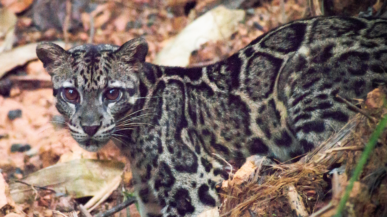  Bornean clouded leopard family filmed in wild for 1st time ever 