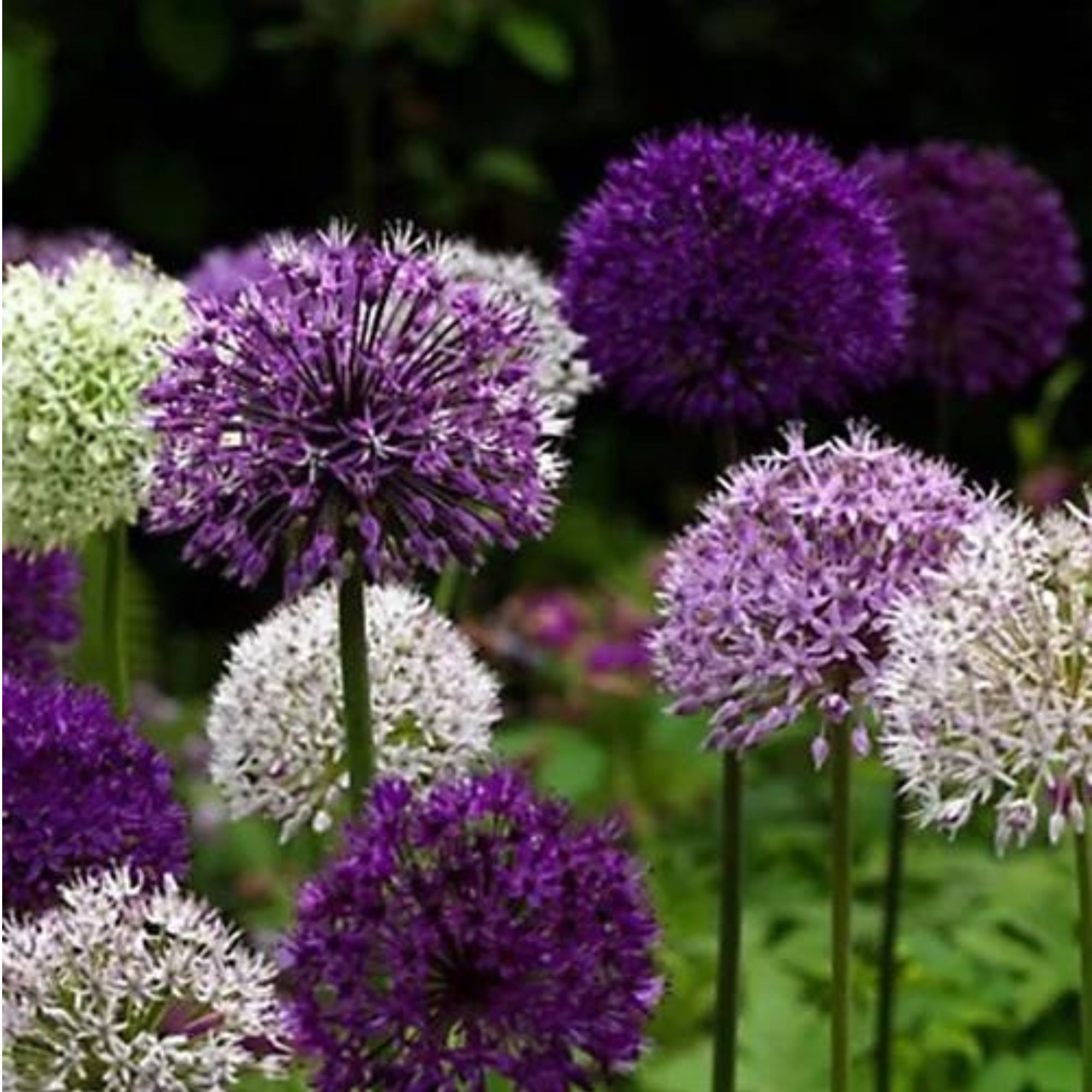 What to do when alliums finish flowering - Experts explain | Ideal Home