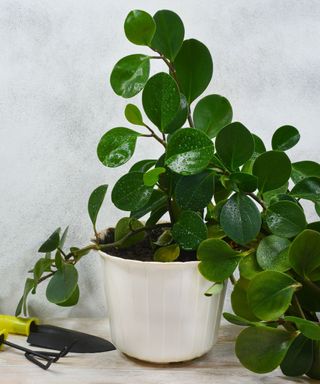 Trailing Jade plant