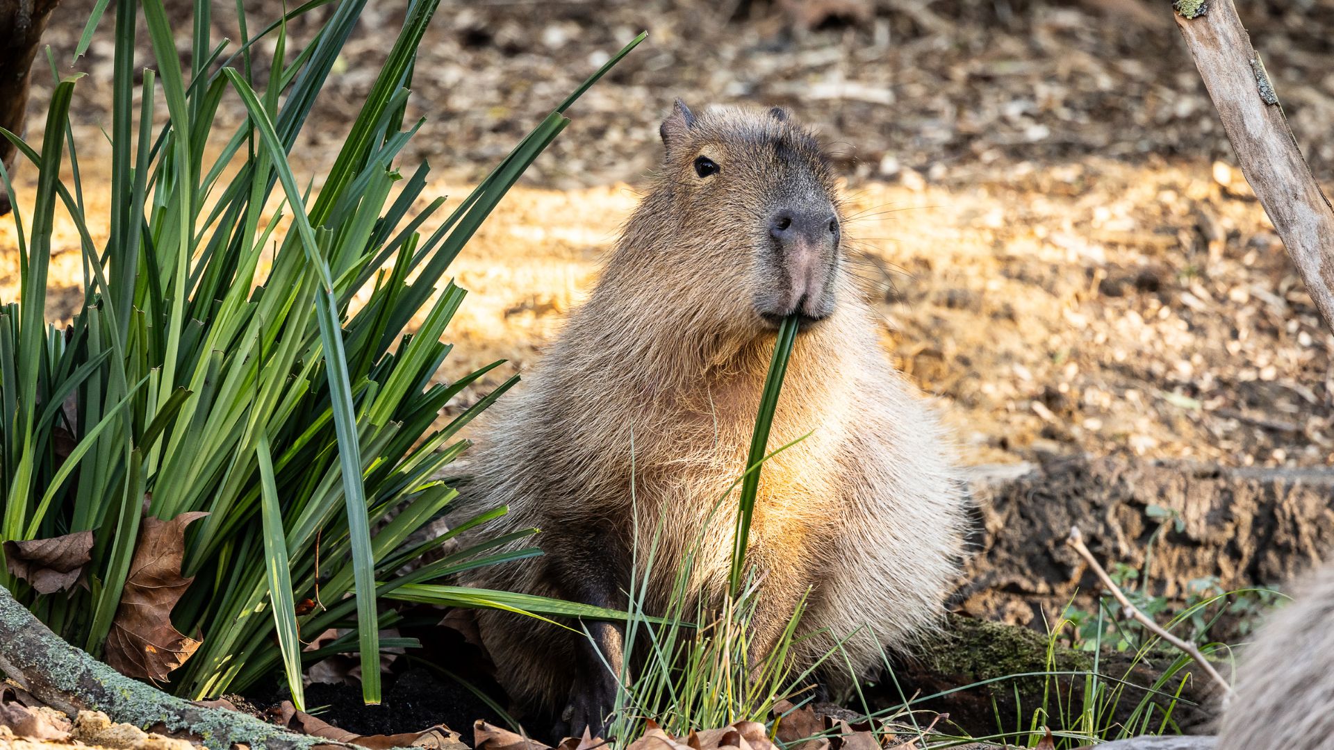 an image of one of the capybaras at London Zoo exploring a new environment