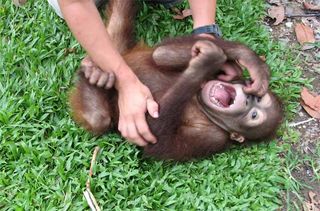 Laughter erupts as the orangutan Naru is tickled in Borneo in 2005.