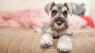 Miniature Schnauzer lying on bed with front paws outstretched