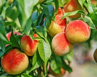 Peach tree laden with fruit