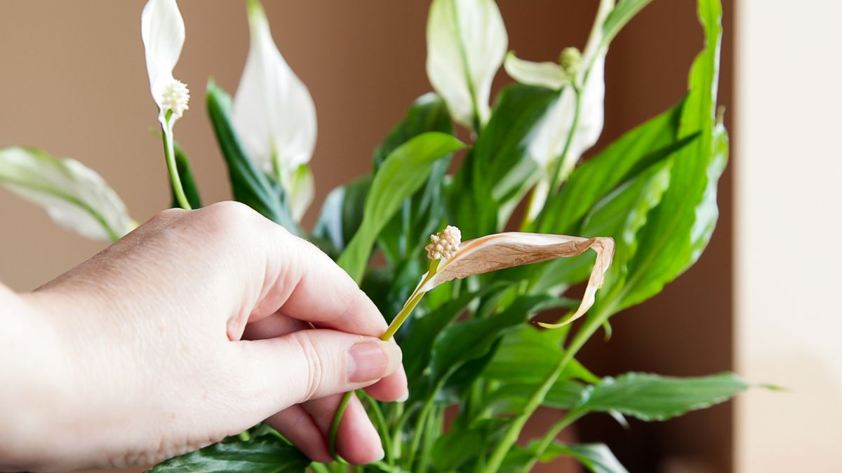 Why is My Peace Lily Flower Turning Brown? 6 Reasons It Happens and How to Keep Blooms Looking Fresh