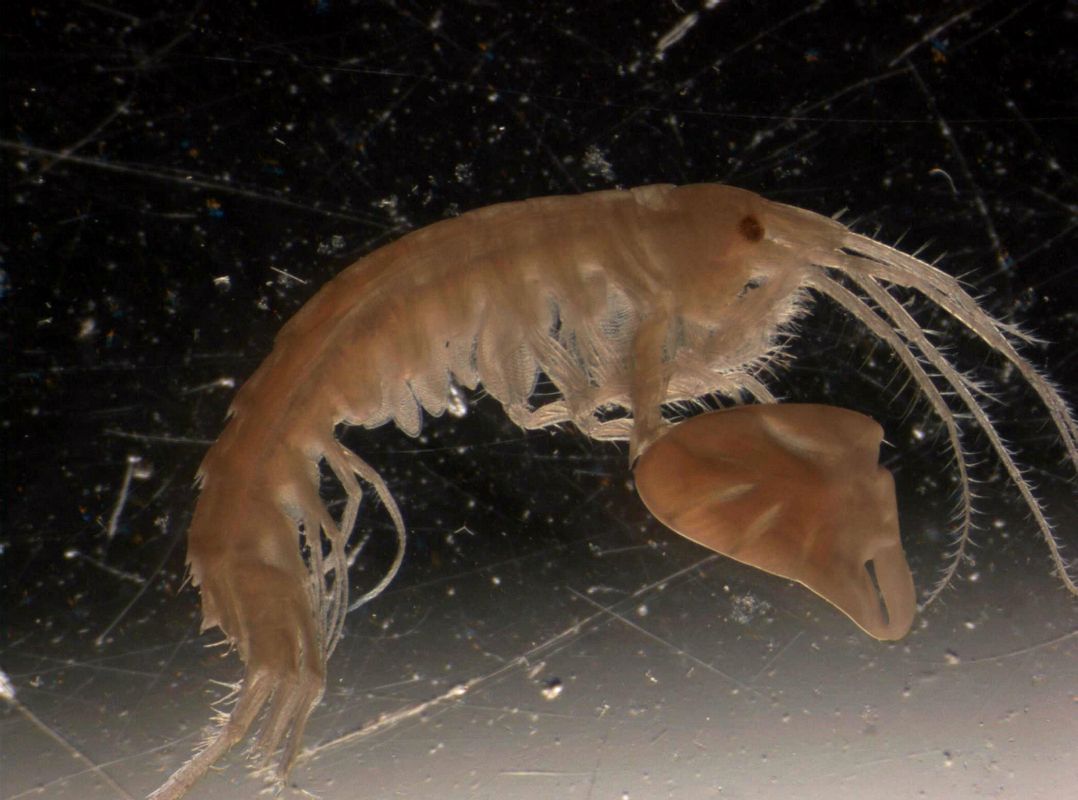 Males' Oversize Right Claw Lures Crustacean Ladies Live Science