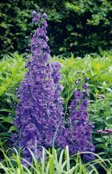 Delphinium 'Cassius'. Credit: Alamy