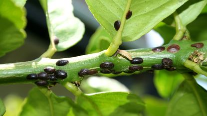 Scale bugs appearing as black spots on a green stem and leaves