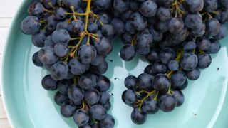 Two bunches of grapes sitting on plate