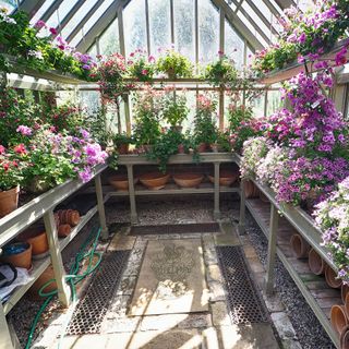 Pink geraniums/pelargonium flowers bathed in sunlight on shelves in a Victorian glasshouse